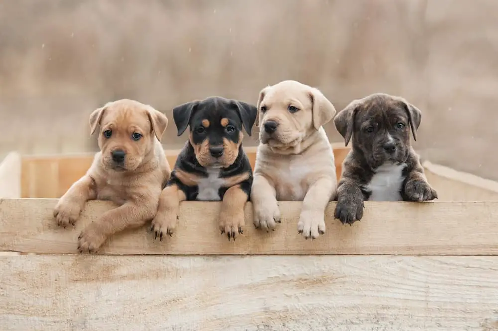 Cómo vender cachorros en Facebook