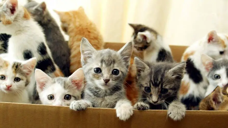Advertencia de venta de mascotas en Facebook sobre gatitos y cachorros