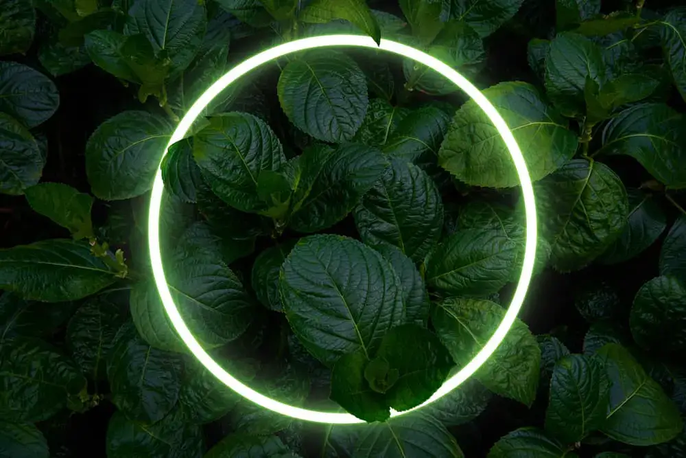 ¿Qué significa el círculo verde en Instagram?